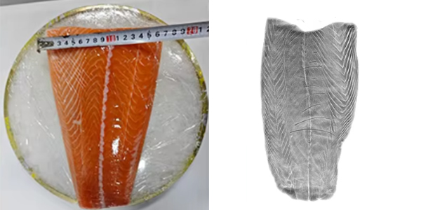 Machine d'inspection &agrave; rayons X pour application sur les os du saumon